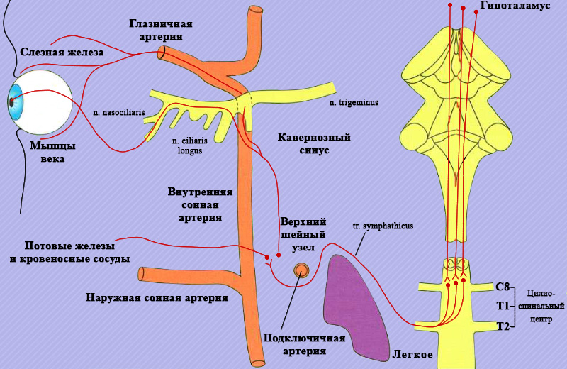 Симпатическая иннервация глаза Симпатическая иннервация глаза