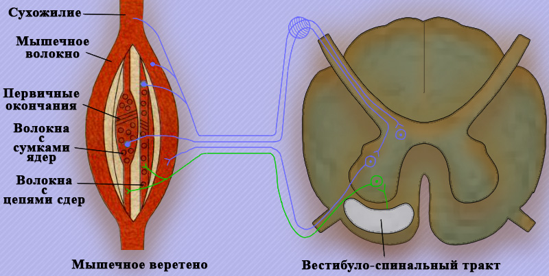 Рефлекторная дуга миотатического рефлекса Рефлекторная дуга миотатического рефлекса