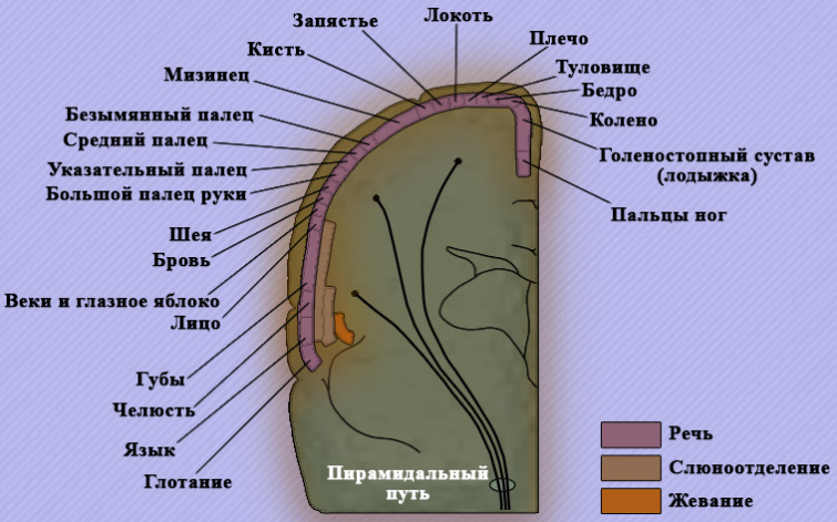 Моторные зоны коры головного мозга Моторные зоны коры головного мозга