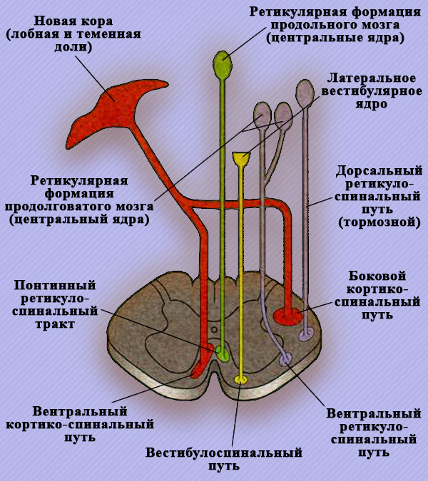 Нисходящие пути спинного мозга Нисходящие пути спинного мозга