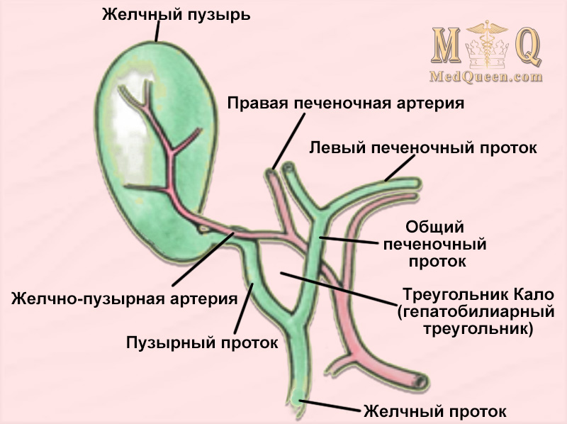 Желчный пузырь Желчный пузырь