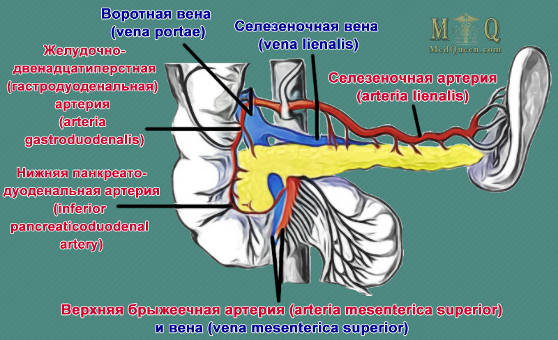 Кровоснабжение поджелудочной железы Кровоснабжение поджелудочной железы