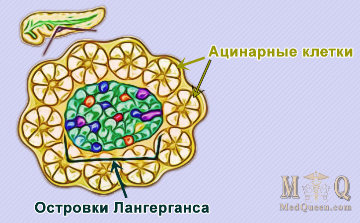 Поджелудочная железа (pancreas) Поджелудочная железа (pancreas)
