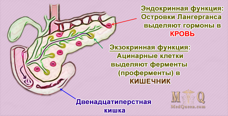 Поджелудочная железа (pancreas) Поджелудочная железа (pancreas)