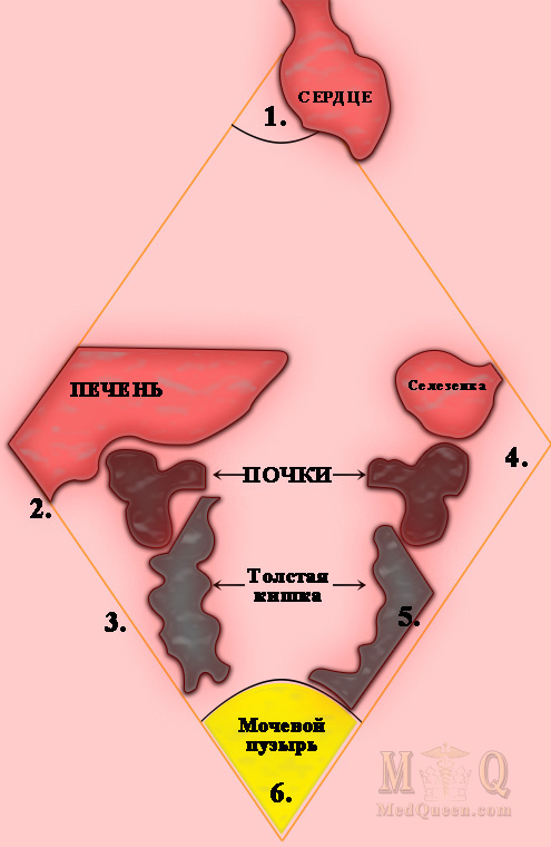 Зоны проведения УЗИ по методике FAST Зоны проведения УЗИ по методике FAST