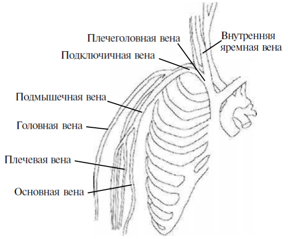 Вены верхних конечностей Вены верхних конечностей