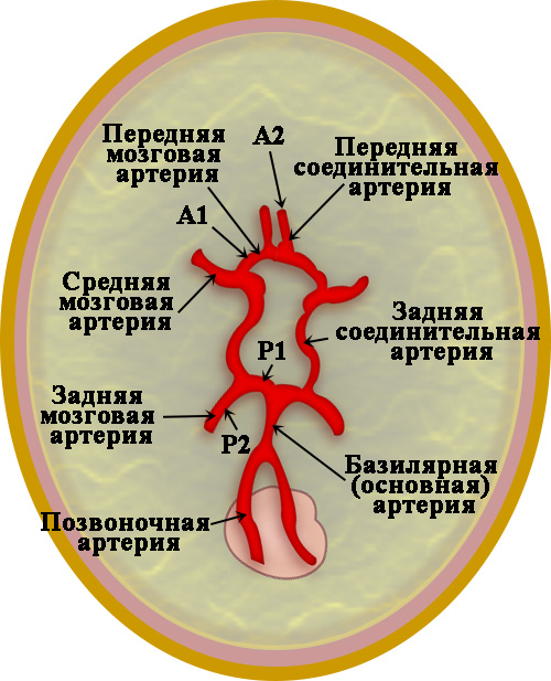 Внутричерепные артерии Внутричерепные артерии